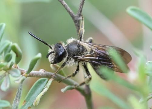 Réf. 346 828 : Andrena sp.
